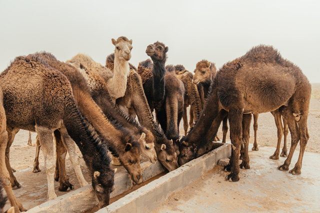 The Science of Animal Vaccine Production